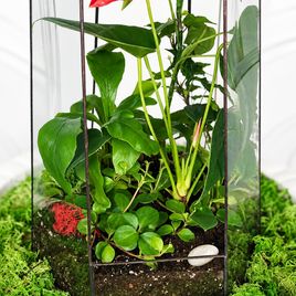 Флорариум с антуриумом 40×20 см