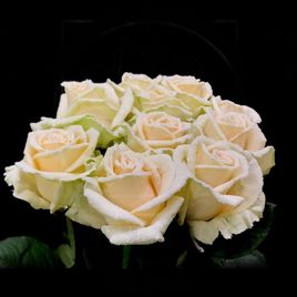 Сахарные розы сорт Frost Avalanche Peach, Эквадор