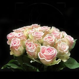 Сахарные розы сорт Frost Lovely Jewel