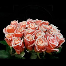 Сахарные розы сорт Frost Miss Piggy