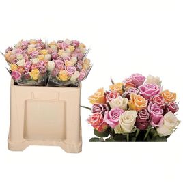 Сахарные розы Frost Mix