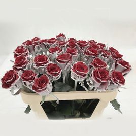 Зимние розы с инеем