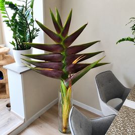 Геликония «Heliconia giant green» 150-170 см (огромное тропическое растение)