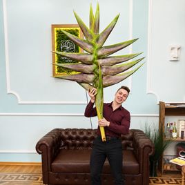 Геликония «Heliconia giant green» 150-170 см (огромное тропическое растение)