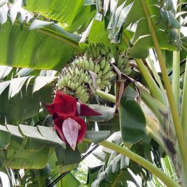 Цветок банана 3шт (Musa)