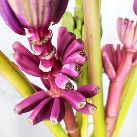 Цветок банана фиолетовый поштучно (Musa flower)