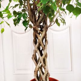 Фикус бенджамина переплетенный гигант высотой 140см в горшке (Ficus benjamina exotica twist)