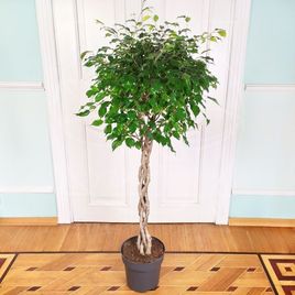 Фикус бенджамина переплетенный гигант высотой 150см в горшке (Ficus benjamina exotica twist)