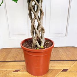 Фикус бенджамина переплетенный гигант высотой 130см в горшке (Ficus benjamina exotica twist)