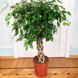 Фикус бенджамина переплетенный гигант высотой 130см в горшке (Ficus benjamina exotica twist)