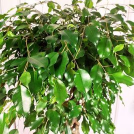 Фикус бенджамина переплетенный гигант высотой 130см в горшке (Ficus benjamina exotica twist)