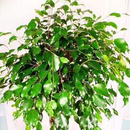 Фикус бенджамина переплетенный гигант высотой 140см в горшке (Ficus benjamina exotica twist)