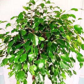 Фикус бенджамина переплетенный гигант высотой 150см в горшке (Ficus benjamina exotica twist)