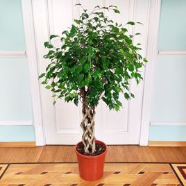 Фикус бенджамина переплетенный гигант высотой 140см в горшке (Ficus benjamina exotica twist)