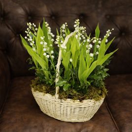 Корзина 15 импортных ландышей с корневой системой и мхом