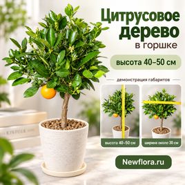 Цитрусовое дерево в горшке (высота 40-50 см)