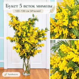 Букет 5 веток мимозы 120-130 см (Италия)