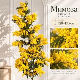 Мимоза гигант Италия 120-130 см (поштучно)
