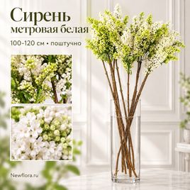 Сирень метровая белая 100–120 см (поштучно)
