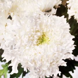 Букет 25 белых хризантем (Einstein)