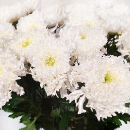 Букет 25 белых хризантем (Einstein)