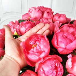 Букет 45 крупных коралловых пионов
