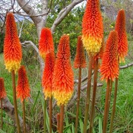 Книфофия «kniphofia» альказар 60-70см (поштучно)