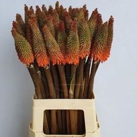 Книфофия «kniphofia» альказар 60-70см (поштучно)