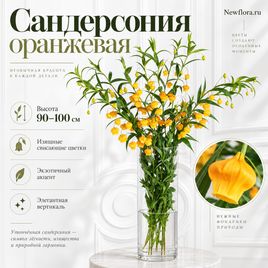 Сандерсония оранжевая 90-100 см (поштучно)
