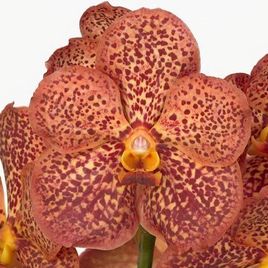 Орхидея ванда коричневая (40-50см)