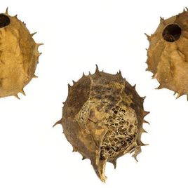 Плод «Luffa operculata» золотой (сухоцвет)