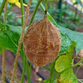 Плод «Luffa operculata» обесцвеченный (сухоцвет)