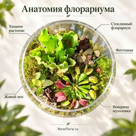 Цветы хищники во флорариуме #8