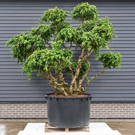 Лещина обыкновенная «Corylus avellana Contorta» высотой 3 метра