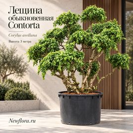 Лещина обыкновенная «Corylus avellana Contorta» высотой 3 метра