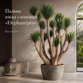Пальма юкка слоновая «elephantipes» (высота 3 метра)