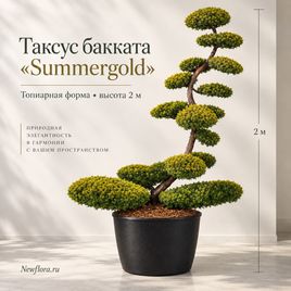 Тис ягодный «Summergold» (высота 2 метра)