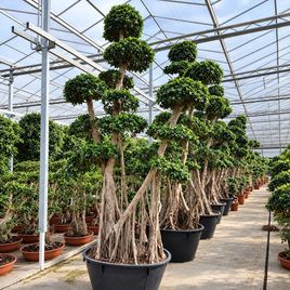 Фикус микрокарпа «ginseng» (высота 4,5 метра)