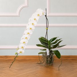 Орхидея фаленопсис (Phalaenopsis hybrid ‘Formidable’) гигантская, 100 см