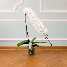 Орхидея фаленопсис (Phalaenopsis hybrid ‘Formidable’) гигантская, 100 см