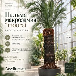 Пальма макрозамия «moorei» (высота 4 метра)