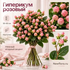 Гиперикум «зверобой» розовый 50-60 см (поштучно)