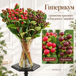 Гиперикум цвет микс «Зверобой» 60-70 см (поштучно)