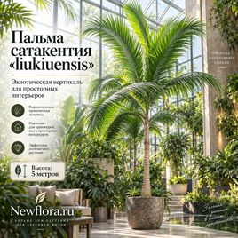 Пальма сатакентия «liukiuensis» (высота 5 метров)