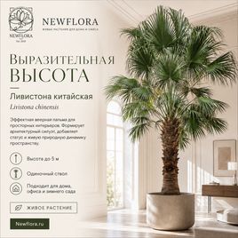Ливинстона китайская 1 ствол «livistona chinensis» (высота 5 метров)