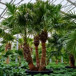 Ливинстона китайская 3 ствола «livistona chinensis» (высота 550 см)