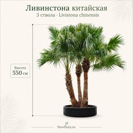 Ливинстона китайская 3 ствола «livistona chinensis» (высота 550 см)