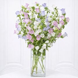 Букет 11 колокольчиков кампанул (микс)