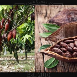 Какао-бобы «cacao mocha» (тропический сухоцвет)