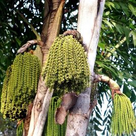 Кариота винная пальма большая «caryota urens» (сухоцвет)